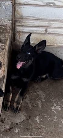 Free German shepherd puppy (Mexia)63661959500289124