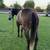 5 yr. old. grey gelding...beginner safe! 16 thumbnail