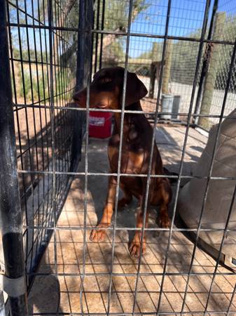 Doberman pup63873028977667121