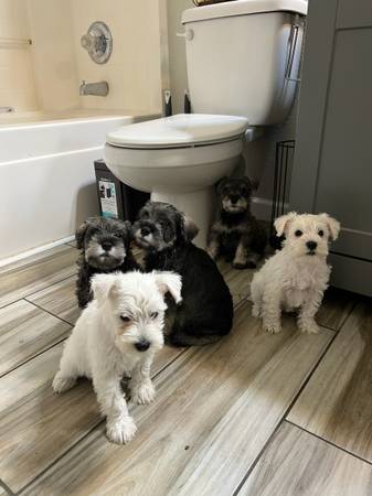 Mini schnauzer 1