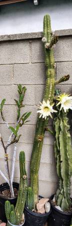 San Pedro cactus $12 & Up depending on size~ Trichocereus Pachano 🌵 1
