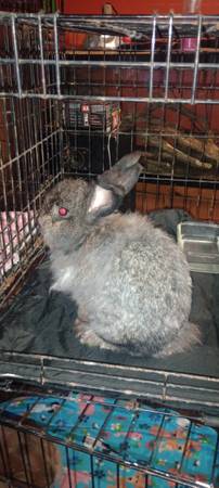 Bun Buns63620467001091122