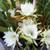 Epiphyllum oxypetalum 2 thumbnail