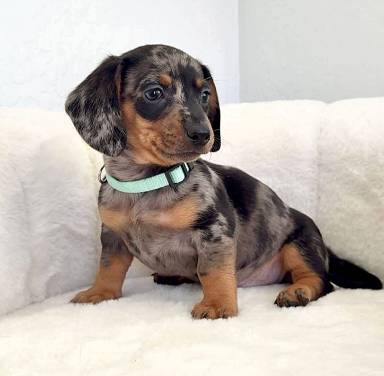 Fullyattention dachshunds 1