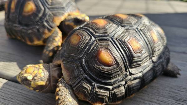 2 tortugas de patas rojas (Tacoma)63684398565635122