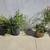 Beautiful Drought Tolerant Desert Plants for your Home! 14 thumbnail