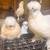 bearded crested Silkies 6 thumbnail