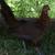 Game Hens 1 thumbnail