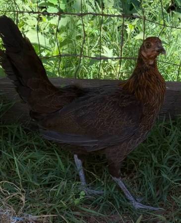 Game Hens 1