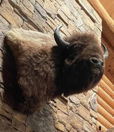 Buffalo Head - Shoulder Mount 1