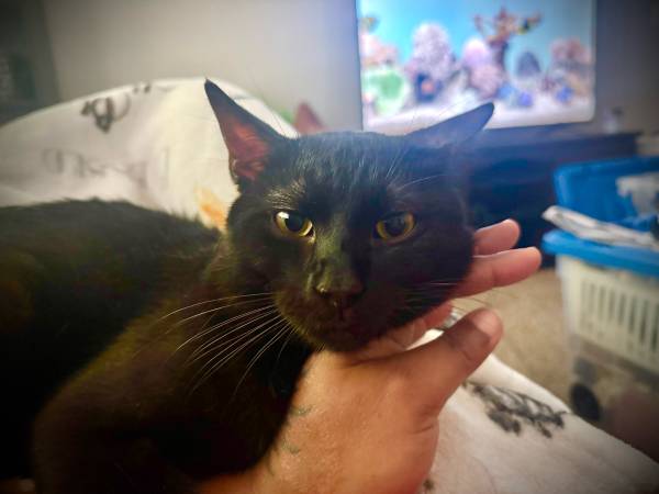 2 beautiful cats (Sacramento)63679341719041123
