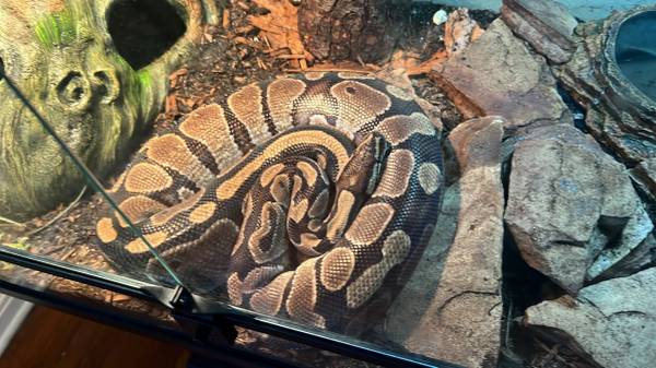 Ball python for sale 1