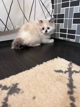 Warm and fluffy Kittens (Kent)63853558614017121