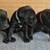 CANE CORSO PUPS 1 thumbnail
