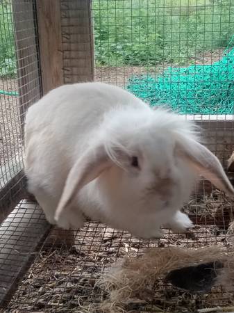Rabbit 1