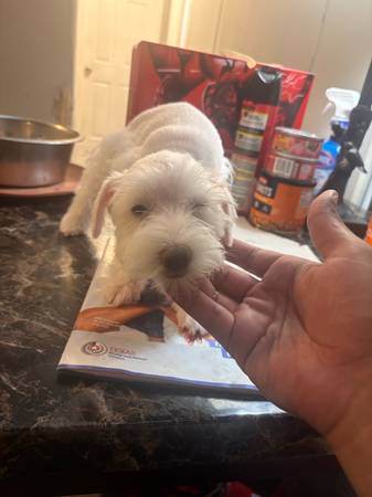 Miniature Schnauzer puppys (Houston)63859317616003122