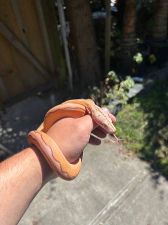 Baby female reticulated python (Half moon bay)63862000797185122
