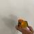 Sun Conure Baby Parrot 12 weeks old 5 thumbnail