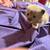 Ragdoll kittens 7 thumbnail