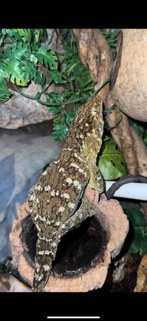 Leachianus Gecko63670841080449123
