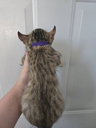Jungle curl female (brentwood / oakley)63869605419523121