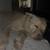 Rehoming 3 yr old Siberian Husky Yellow Lab 3 thumbnail