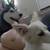 Iris lost dog 9 thumbnail