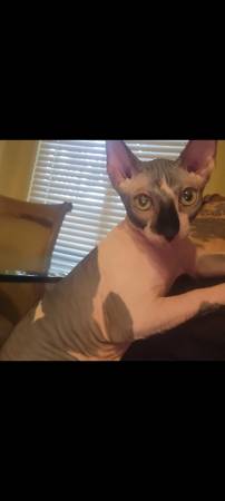 Sphynx 1