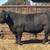 Dog gentle black angus bull 2 thumbnail
