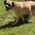 Cane corso - $1,500 OR BEST OFFER (for sale) 2 thumbnail