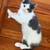 Cute Kitty 4 thumbnail