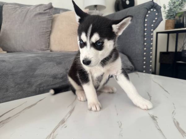 In need of rehoming our Husky puppy (The Bronx)63950515988227120