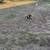 King     Charles     Cavalier 5 thumbnail