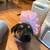 German shepherd mix 3 thumbnail