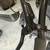 Trek Farley 9.8 Carbon with Wampa Wheels (15.5) + Extra Set of HED Whe 4 thumbnail