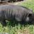 Feeder or Pet Pig 1 thumbnail
