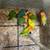 Lovebird 2 thumbnail