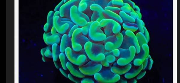 Bicolor hammer coral frag 1