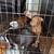 6 baby labpits 1 thumbnail