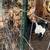 nigerian dwarf goats 3 thumbnail