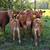 Gentle Heat Tolerant Grass Efficient Cows - Gelbvieh/Red Angus/Senepol 7 thumbnail