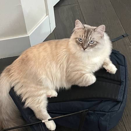 GATO PERDIDO - BLANCO, PELO LARGO (Berkeley, Denver, CO)63921364683010120