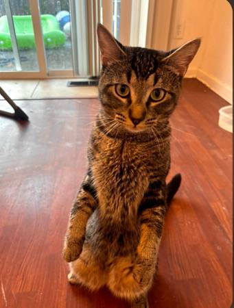 Kittens (Hillsboro)5360701849003724812