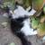 2 male kittens looking for a forever home 3 thumbnail