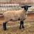 Rams Ewe Lambs Sheep 3 thumbnail