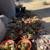 Cactus - Many Established Mature Specimens 13 thumbnail