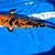 Medium domestic koi 3 thumbnail