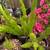 Foxtail / Asparagus Ferns 3 thumbnail