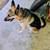 German Shepherd dog (pending rehoming) 1 thumbnail