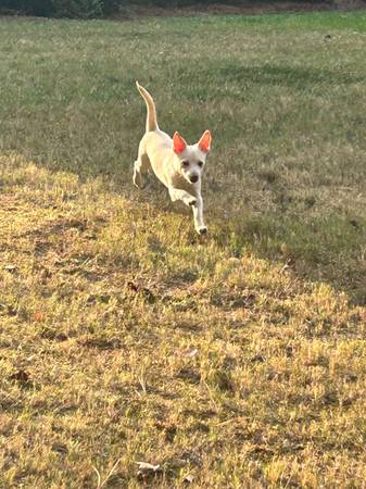 5 months old chi 1